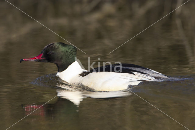 Grote Zaagbek (Mergus merganser)