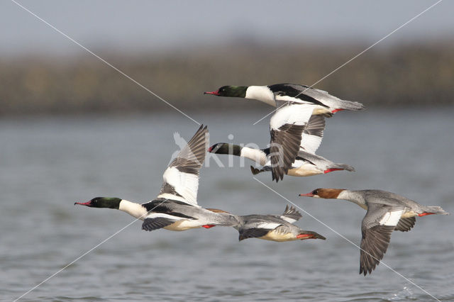 Grote Zaagbek (Mergus merganser)