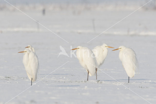 Grote Zilverreiger (Ardea alba)