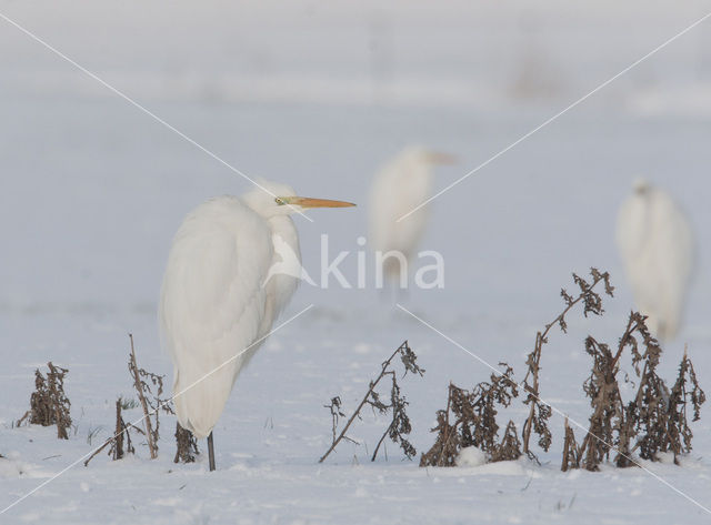 Grote Zilverreiger (Ardea alba)