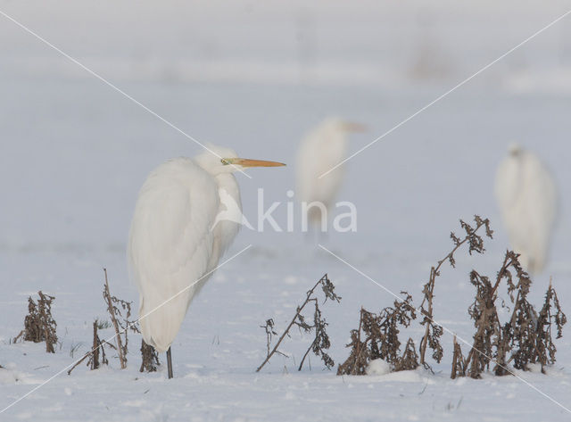 Grote Zilverreiger (Ardea alba)