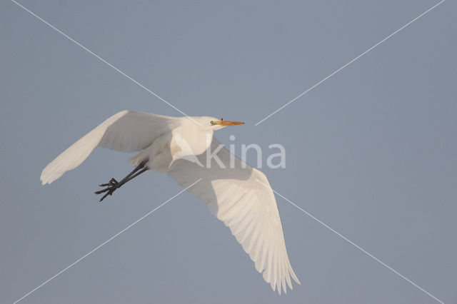 Great White Egret