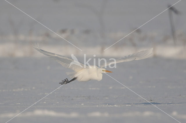 Great White Egret