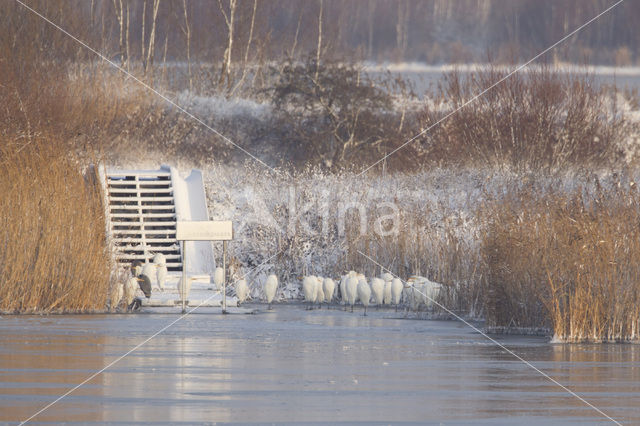 Grote zilverreiger (Casmerodius albus)