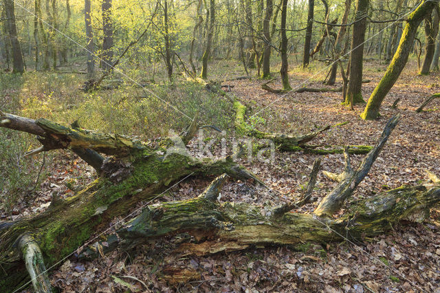 Grove den (Pinus sylvestris)