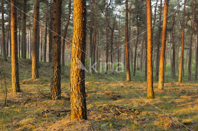 Grove den (Pinus sylvestris)