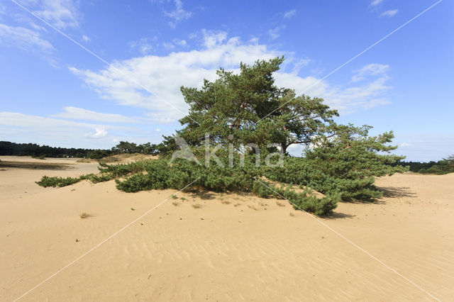 Grove den (Pinus sylvestris)