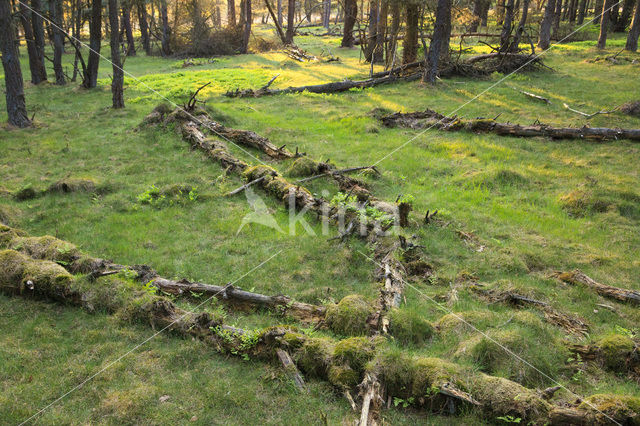 Grove den (Pinus sylvestris)