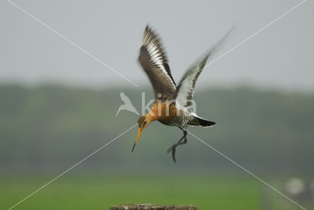 Black-tailed Godwit (Limosa limosa)