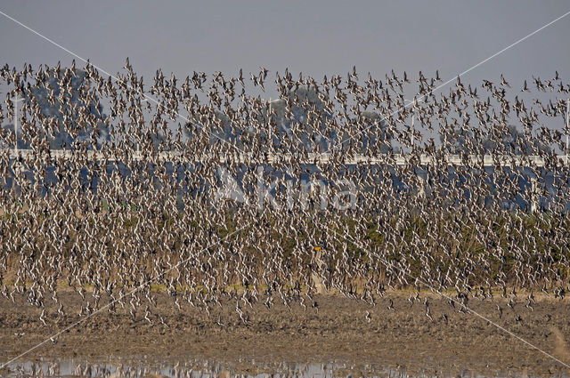 Grutto (Limosa limosa)