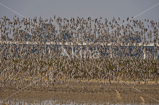 Grutto (Limosa limosa)