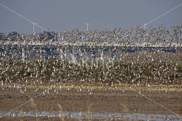 Grutto (Limosa limosa)