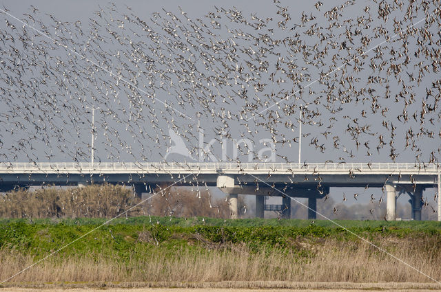 Grutto (Limosa limosa)