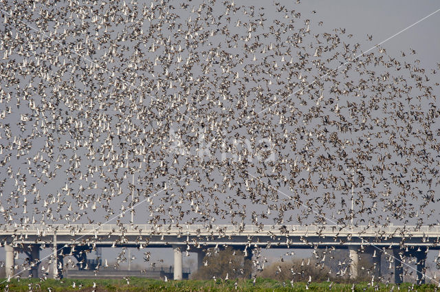 Black-tailed Godwit (Limosa limosa)