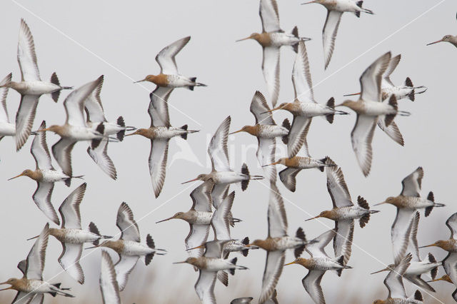 Grutto (Limosa limosa)