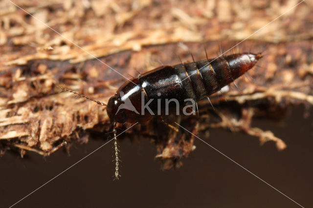 Habrocerus capillaricornis