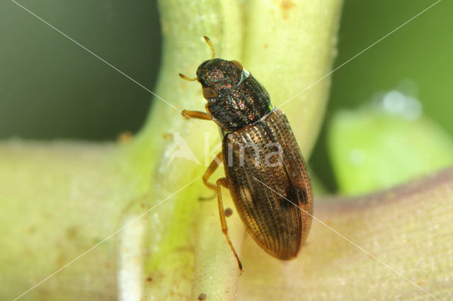 Helophorus granularis