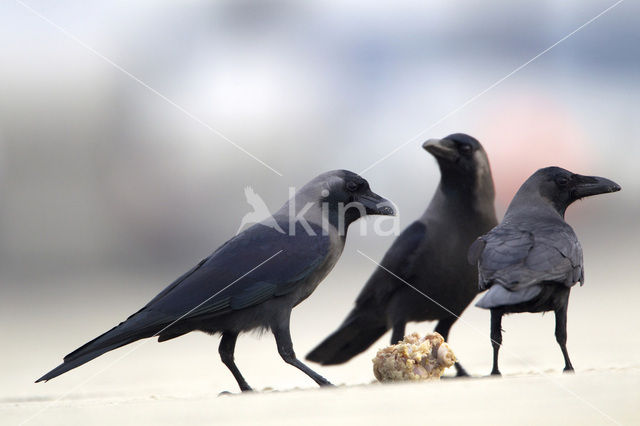 Huiskraai (Corvus splendens)