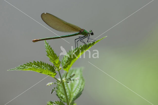 Iberische beekjuffer (Calopteryx xanthostoma)