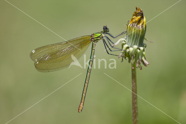 Western Demoiselle