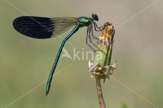 Western Demoiselle