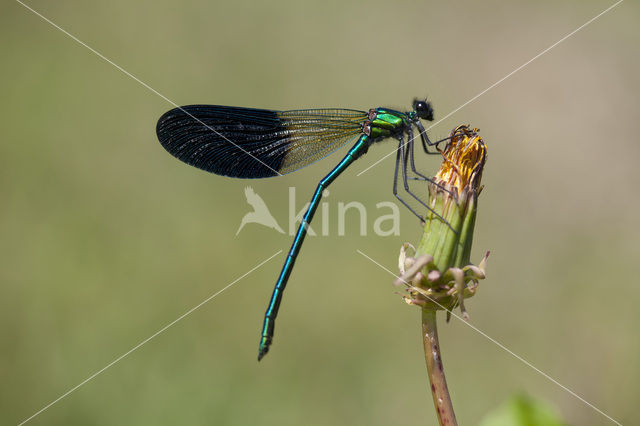 Western Demoiselle