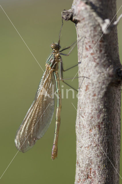 Western Demoiselle