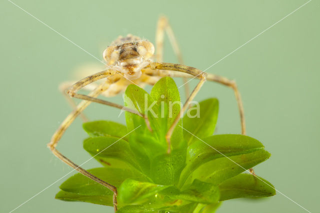 Iberische beekjuffer (Calopteryx xanthostoma)