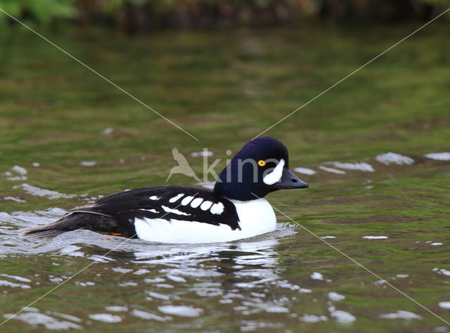 Barrow’s goldeneye (Bucephala islandica)