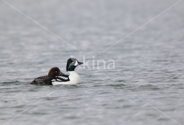 Barrow’s goldeneye (Bucephala islandica)