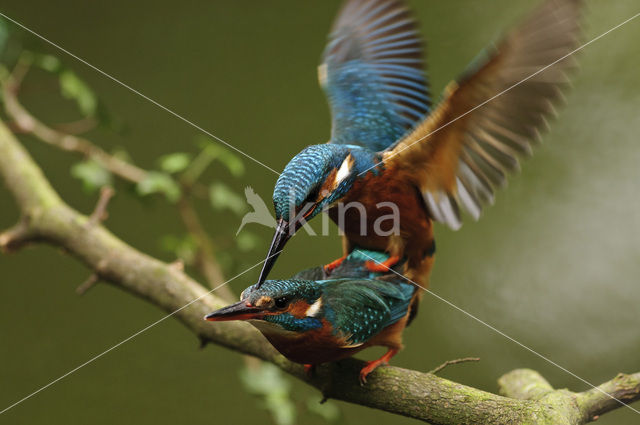 IJsvogel (Alcedo atthis)