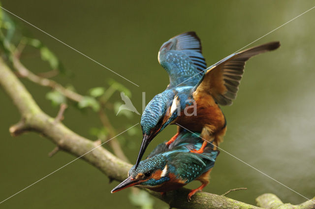 IJsvogel (Alcedo atthis)