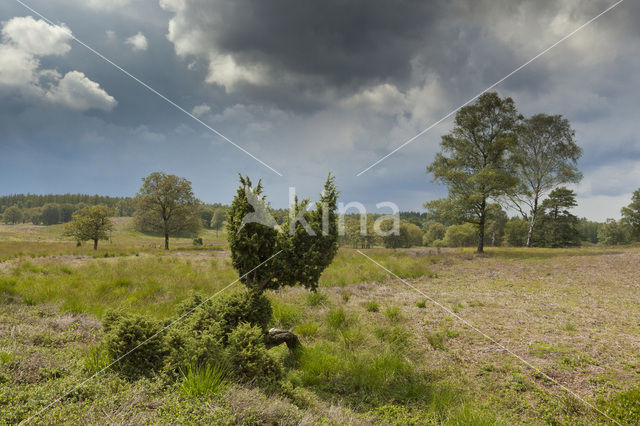 Jeneverbes (Juniperus communis)