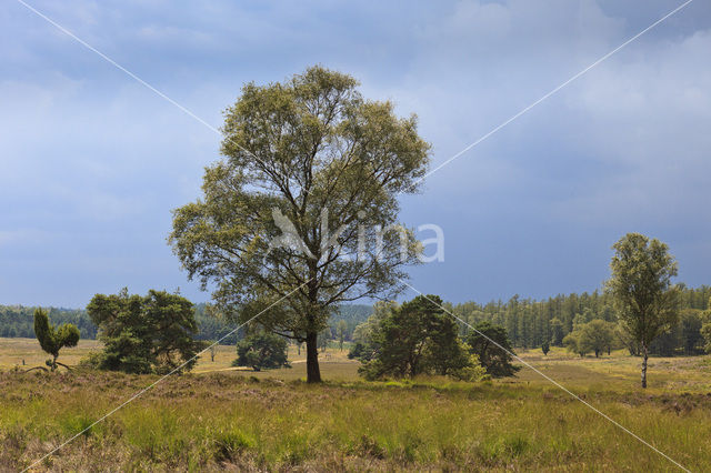 common juniper (Juniperus communis)