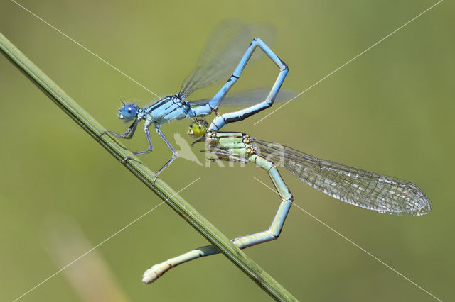 Damselfly (Erythromma lindenii)