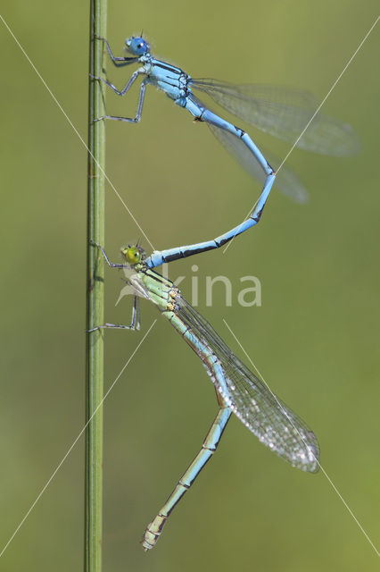 Damselfly (Erythromma lindenii)