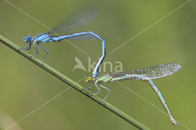 Damselfly (Erythromma lindenii)