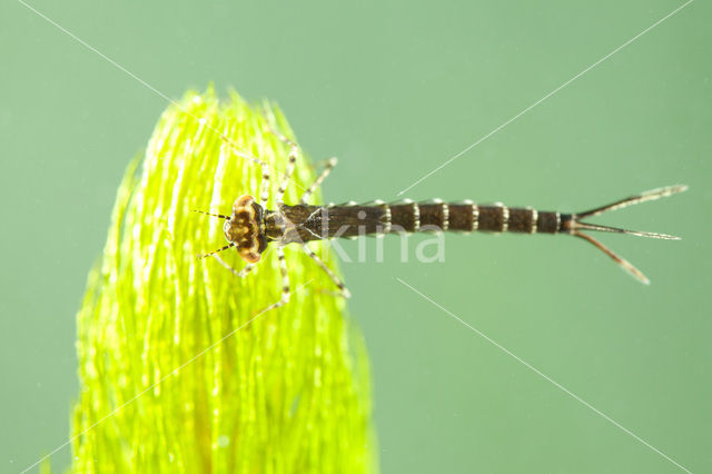 Kanaaljuffer (Erythromma lindenii)