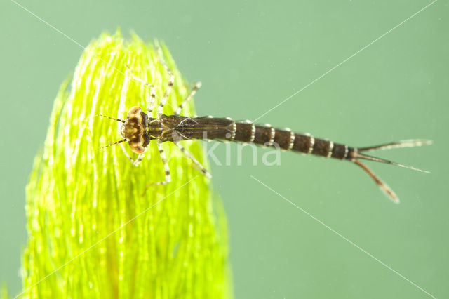 Kanaaljuffer (Erythromma lindenii)