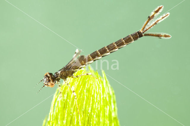 Kanaaljuffer (Erythromma lindenii)