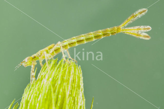 Damselfly (Erythromma lindenii)
