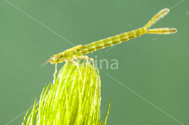 Kanaaljuffer (Erythromma lindenii)