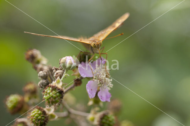 Cardinal (Argynnis pandora)