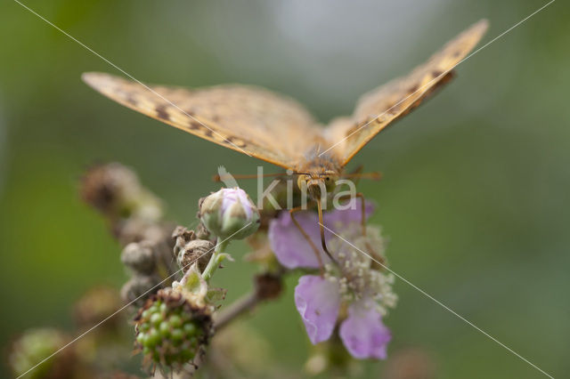 Cardinal (Argynnis pandora)