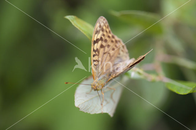 Cardinal (Argynnis pandora)