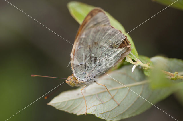 Cardinal (Argynnis pandora)