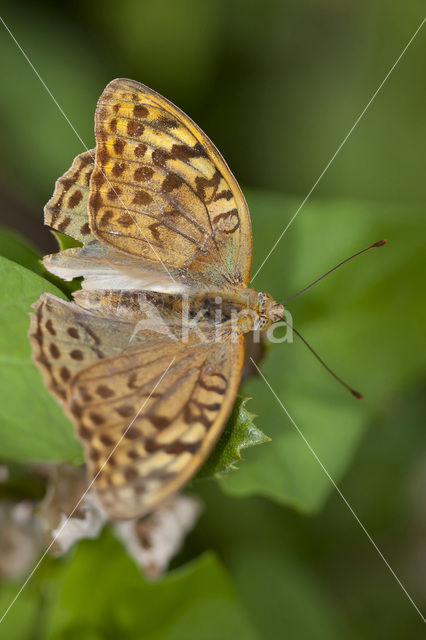 Cardinal (Argynnis pandora)