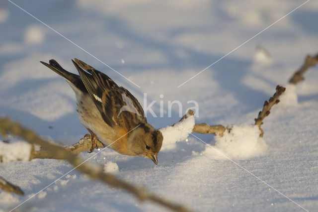 Brambling (Fringilla montifringilla)