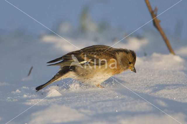 Brambling (Fringilla montifringilla)