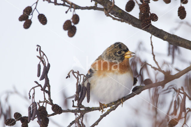 Brambling (Fringilla montifringilla)